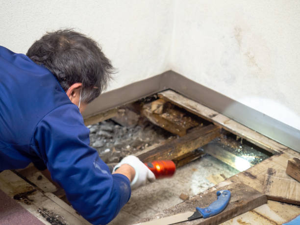 Best Black Mold Remediation in Braddock, PA