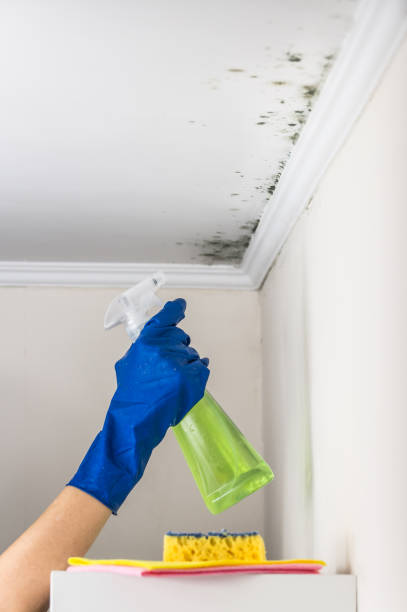 Best Attic Mold Remediation in Braddock, PA