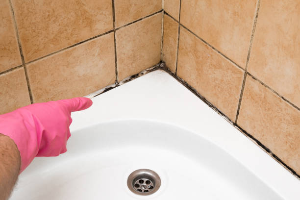 Best Preventive Mold Services in Braddock, PA